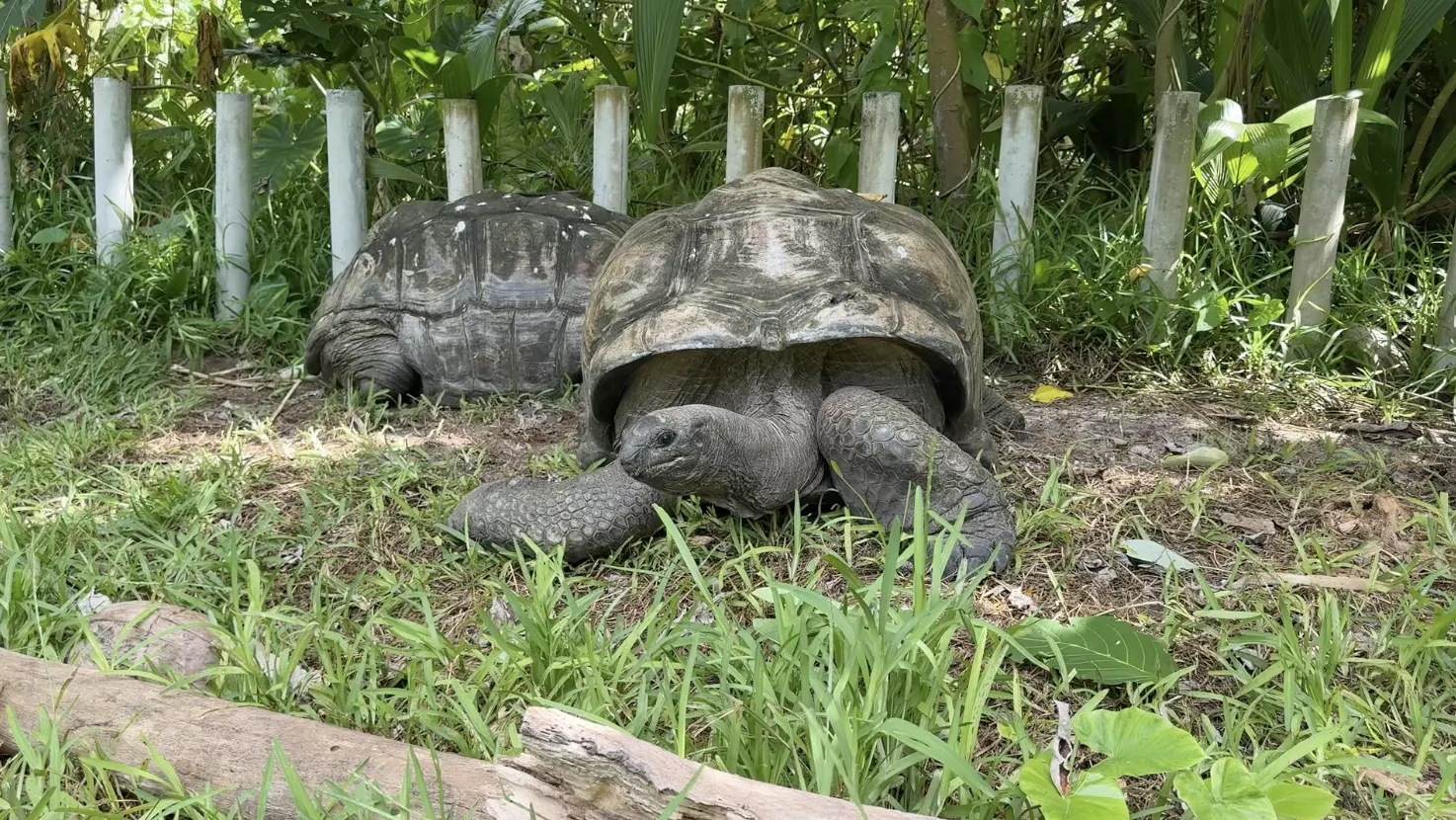 Huge Tortoises on Site!!